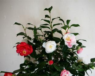 山茶花的花语是什么？山茶花暗示着哪些情感和信息？