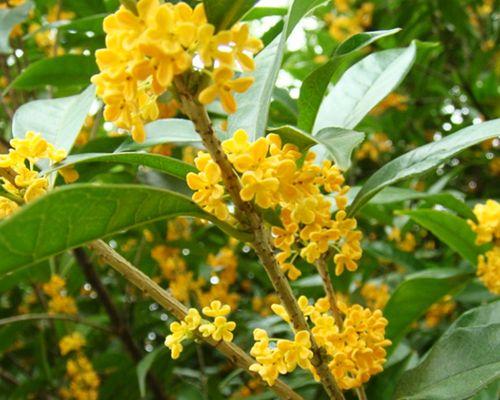 桂花冬天开花吗？如何在冬季养护桂花？