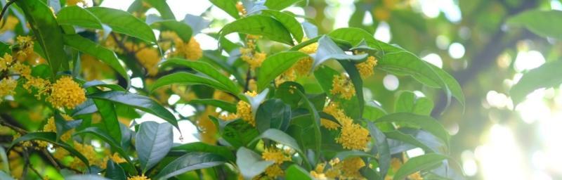 桂花冬天开花吗？如何在冬季养护桂花？
