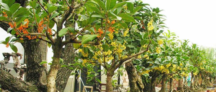 冬天如何正确浇水以保护桂花？桂花冬季浇水的注意事项有哪些？
