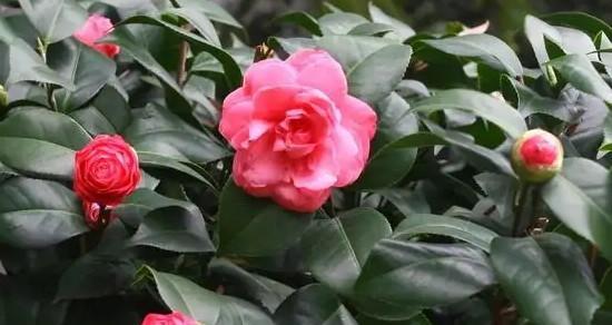 山茶花的花语是什么？它代表了哪些意义？