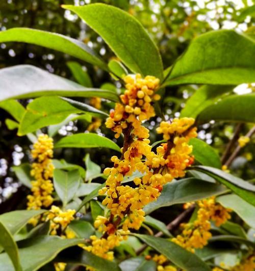 桂花多久开花一次？如何养护才能保证定期开花？