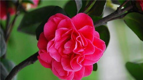 山茶花的寓意是什么？山茶花象征着什么含义？