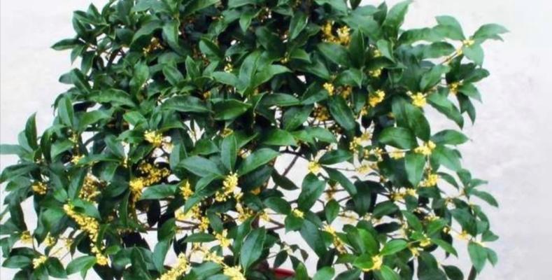 桂花好养吗？养殖方法和养护要点是什么？