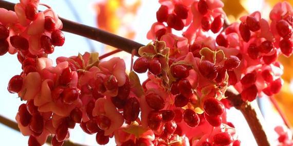 红豆花水养方法是什么？如何正确进行水养？