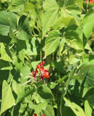 红豆什么时候开花结果？开花结果的季节是什么时候？