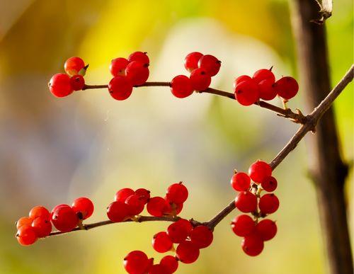 红豆开花吗？花期持续多长时间？