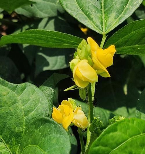红豆开花吗？花期持续多长时间？