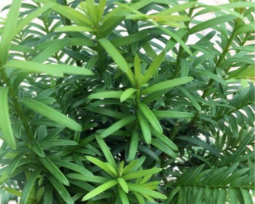 红豆杉的生长周期是多长时间？如何正确养护红豆杉？