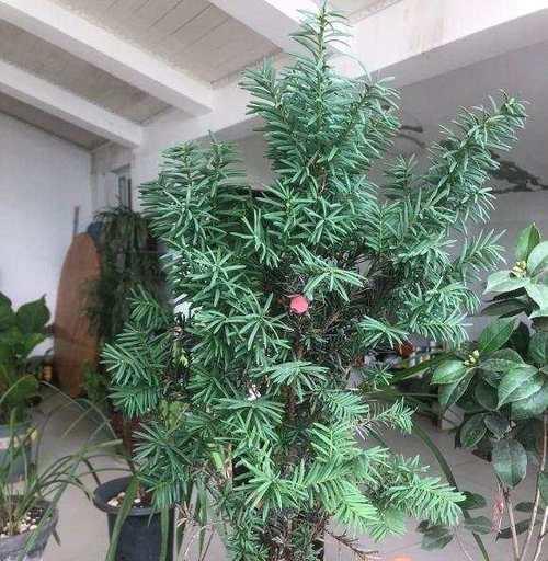 红豆杉养殖需要注意什么？如何正确养殖红豆杉？