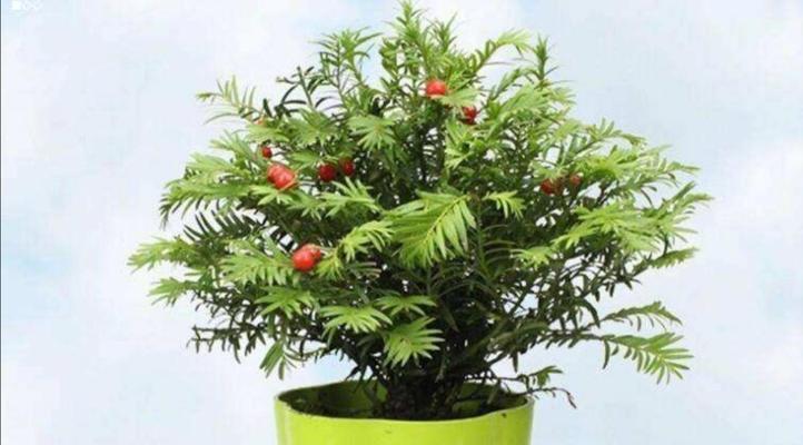 红豆杉开花结果需要多长时间？常见问题解答