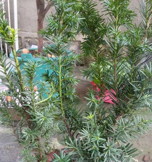 红豆杉开花结果需要多长时间？常见问题解答