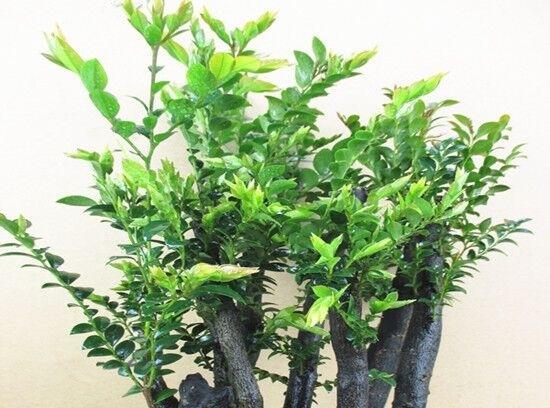 红豆杉放阳台好吗？阳台种植红豆杉的利弊是什么？