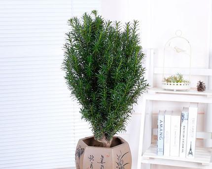 红豆杉放阳台好吗？阳台种植红豆杉的利弊是什么？