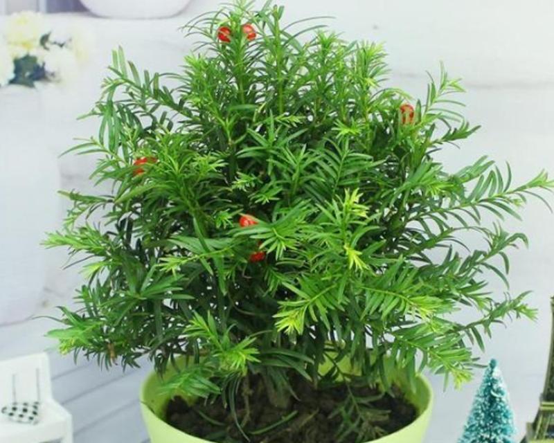 红豆杉好养活吗？如何确保红豆杉的健康成长？