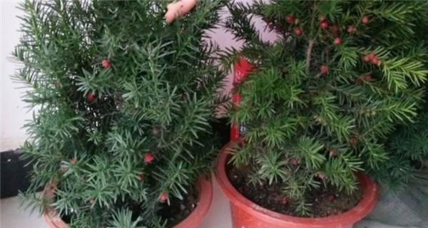 红豆杉花养殖方法有哪些？养殖过程中应注意什么问题？