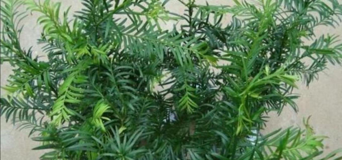 红豆杉换盆后多久浇水一次？换盆后浇水的正确时机是什么？