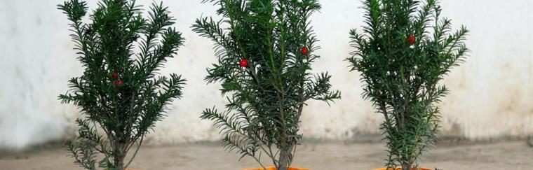 红豆杉盆栽怎么种？种植过程中应注意哪些问题？