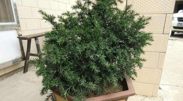 红豆杉盆栽怎么种？种植过程中应注意哪些问题？