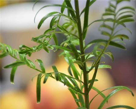 红豆杉扦插的最佳时间是什么时候？具体操作步骤有哪些？