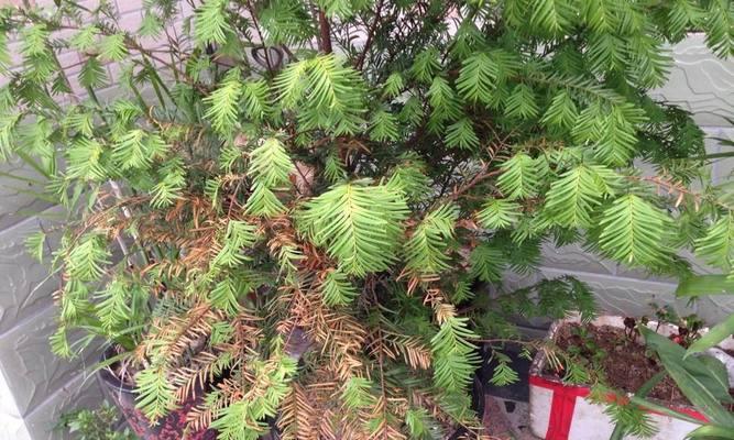 红豆杉开花结果的时间是什么时候？常见问题有哪些？