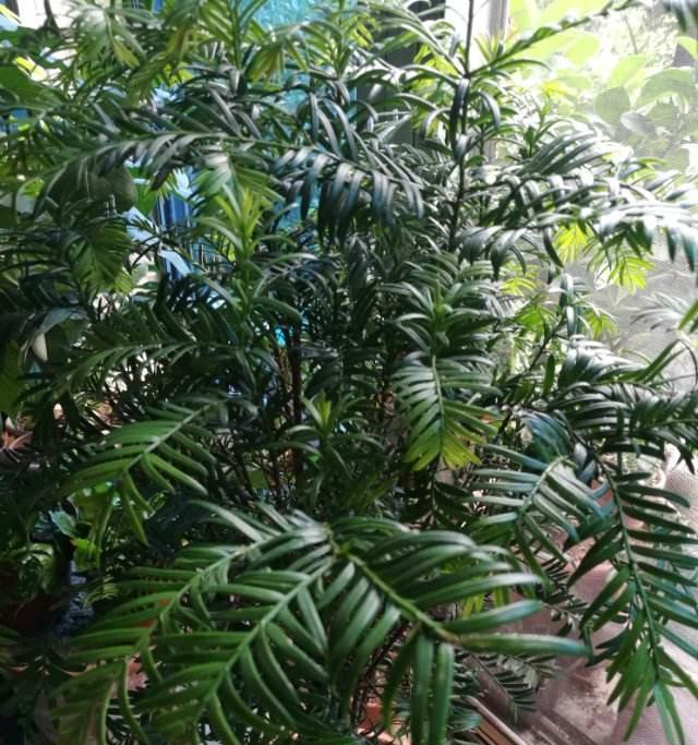 红豆杉属于被子植物吗？它的分类和特点是什么？