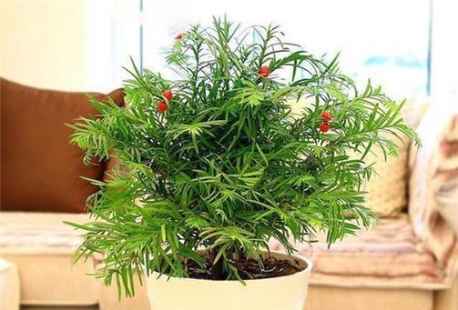 红豆杉喜阳还是喜阴？光照需求与种植技巧解析
