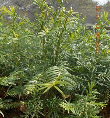 红豆杉属于种子植物吗？它的分类和特性是什么？