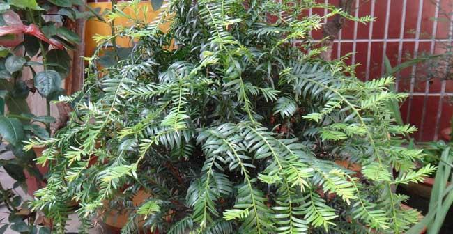 红豆杉属于种子植物吗？它的分类和特性是什么？