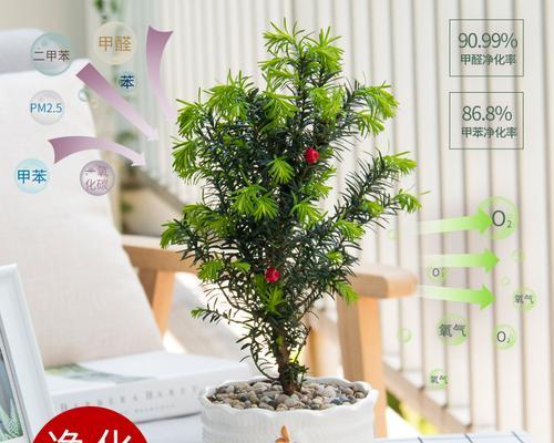 红豆杉适合放客厅吗？客厅最佳摆放位置是什么？