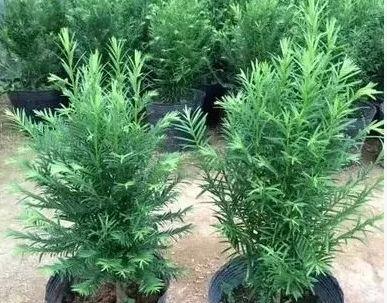 红豆杉室内养护可行吗？需要注意哪些问题？