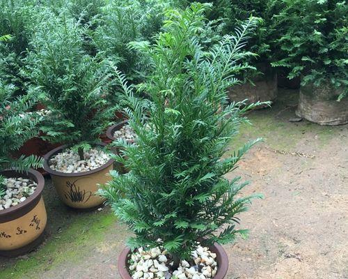 红豆杉属于什么植物类型？它的特点和分类是什么？