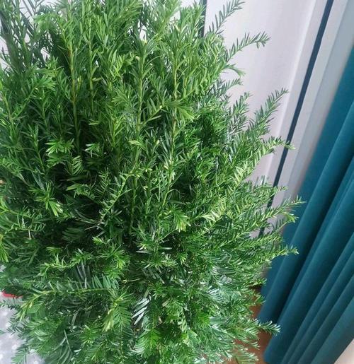 红豆杉喜不喜欢阳光？光照需求与种植建议是什么？