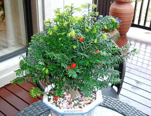 红豆杉喜不喜欢阳光？光照需求与种植建议是什么？