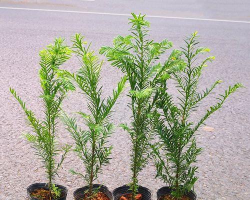 红豆杉喜肥吗？喜欢施什么肥料？