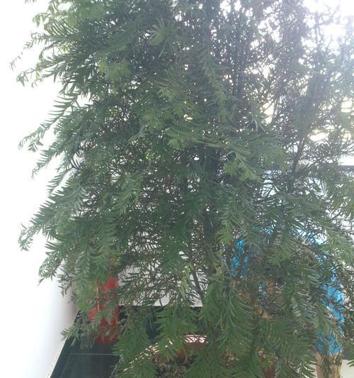 红豆杉喜肥吗？喜欢施什么肥料？
