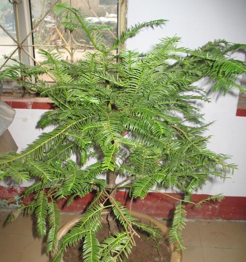 红豆杉喜欢阳光吗？如何正确养护红豆杉？