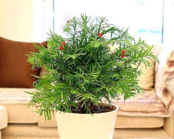 红豆杉是喜阴植物吗？阳光对红豆杉生长的影响是什么？
