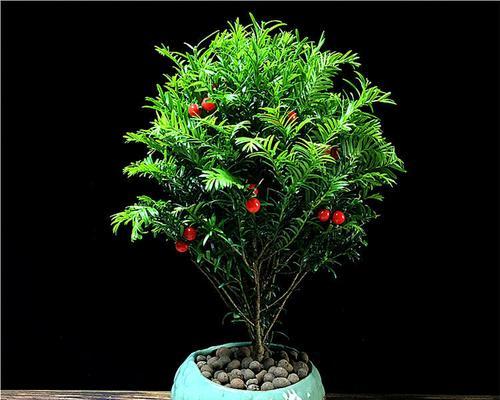 红豆杉是喜阴植物吗？阳光对红豆杉生长的影响是什么？