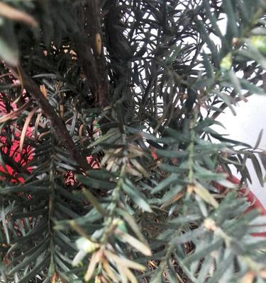 红豆杉叶子干枯怎么办？如何有效预防和处理？