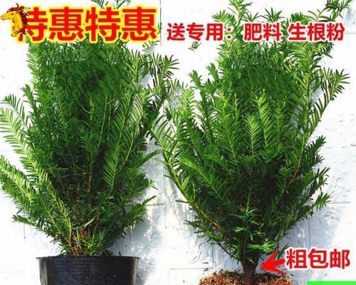 红豆杉用什么肥料最好？如何正确施肥促进生长？