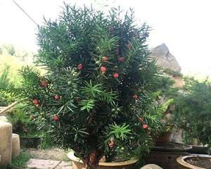 红豆杉用什么盆栽好？选择最佳盆栽方法指南