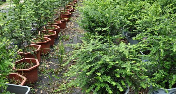 红豆杉种植条件是什么？适合生长环境的温度范围是多少？