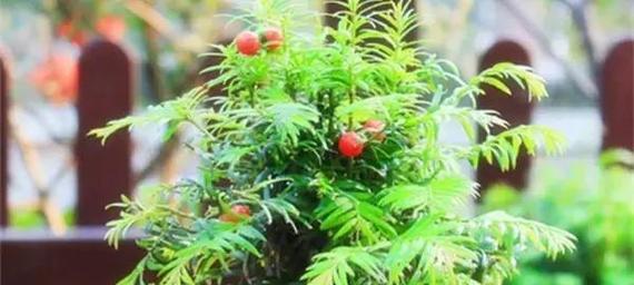 红豆杉种植条件是什么？适合生长环境的温度范围是多少？