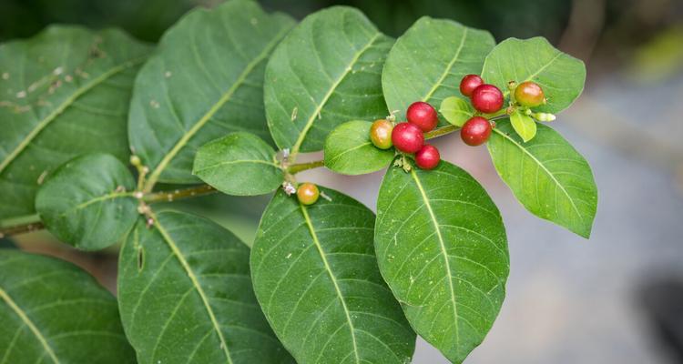 红豆属于什么植物种类？红豆的植物学特征有哪些？