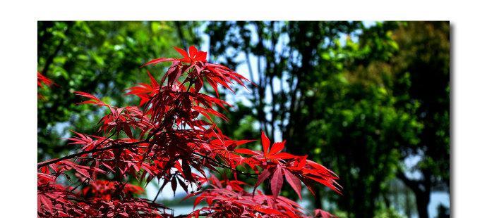 红枫的花语是什么？红枫寓意有哪些常见问题解答？