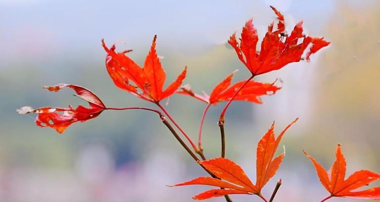 红枫的花语是什么？红枫寓意有哪些常见问题解答？