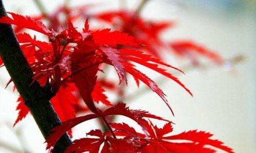 红枫养殖需要注意什么？如何正确养殖红枫？