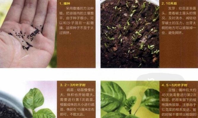 红枫换土的最佳时间是什么时候？具体步骤有哪些？