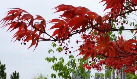 红枫开花吗？红枫开花的样子是怎样的？